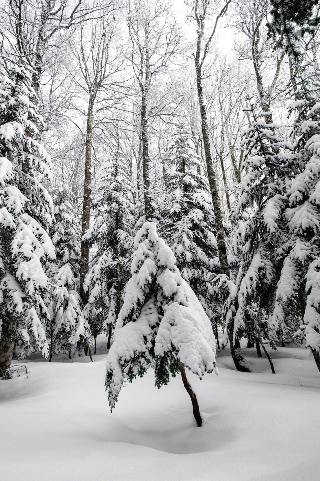 Randonnées d'hiver dans le Vercors et le Diois - La forêt de Vassieux-en-Vercors sous la neige