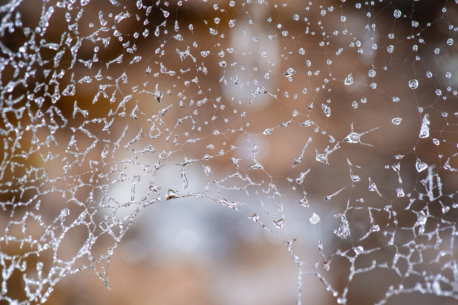Randonnées d'hiver dans le Vercors et le Diois