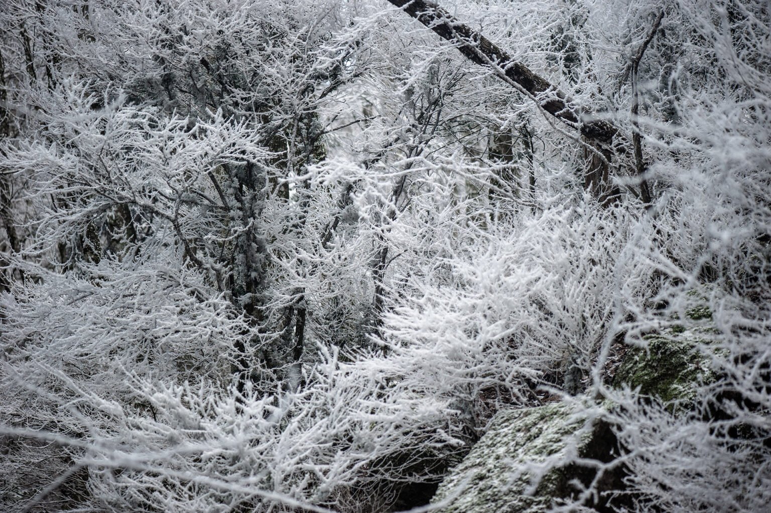 Randonnées d'hiver dans le Vercors et le Diois - Forêt enneigée
