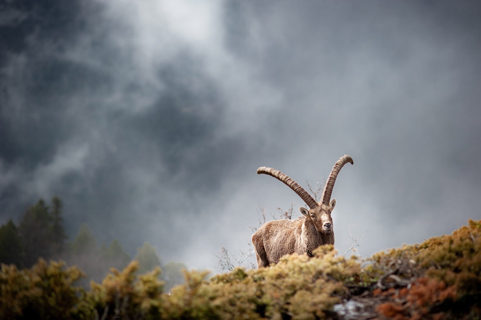 Randonnées d'hiver dans le Vercors et le Diois - Bouquetin du Cirque d'Archiane