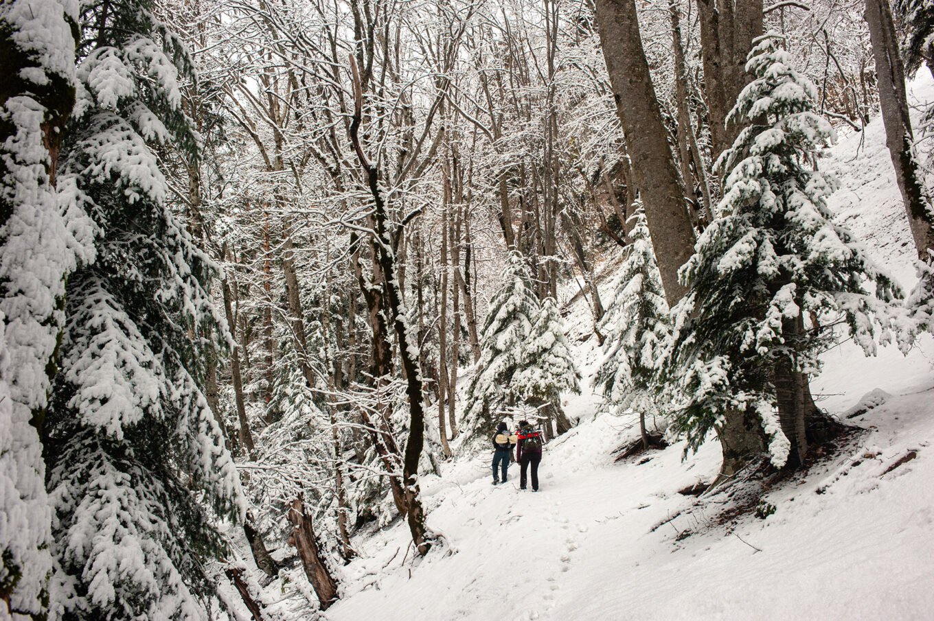 Randonnées d'hiver dans le Vercors et le Diois