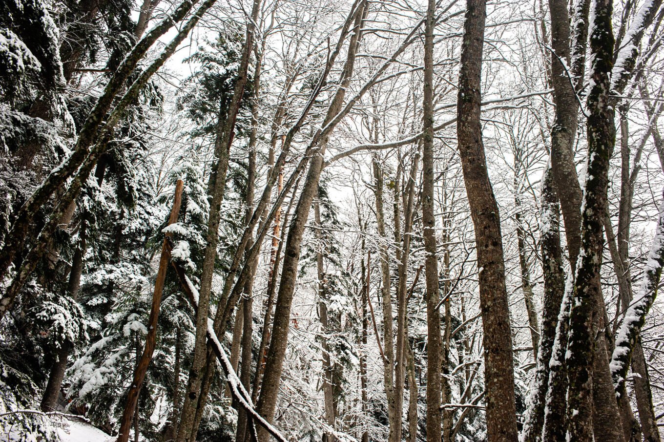 Randonnées d'hiver dans le Vercors et le Diois