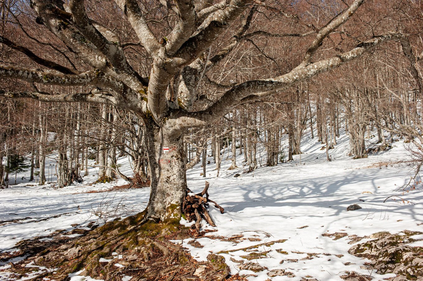 Randonnées d'hiver dans le Vercors et le Diois