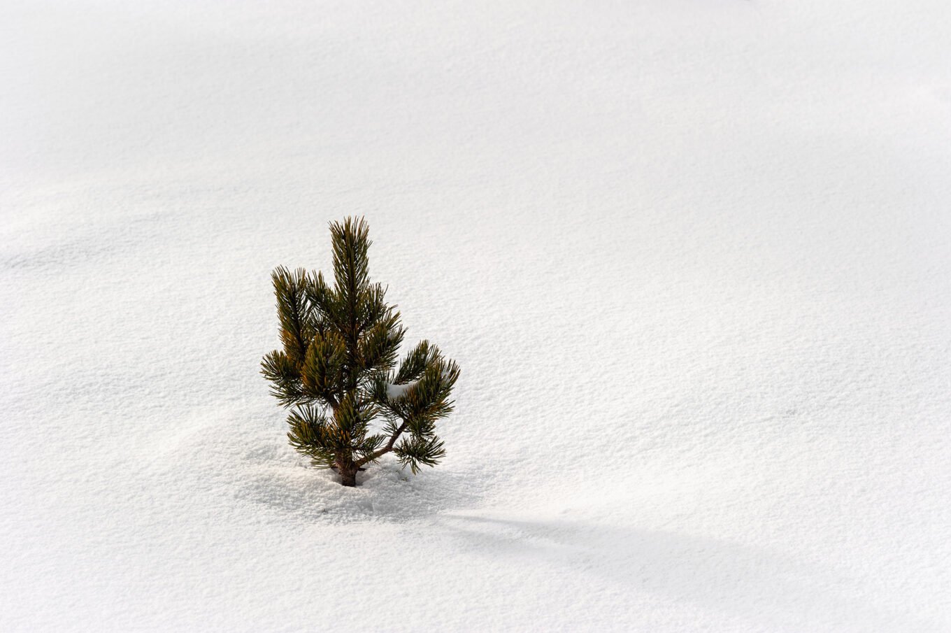 Randonnées d'hiver dans le Vercors et le Diois