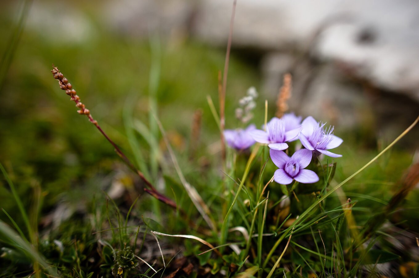 Randonnée itinérante sur le plateau d'Emparis et le parc des Écrins - Fleurs de montagne : Gentianes de champs (Gentianella campestris)