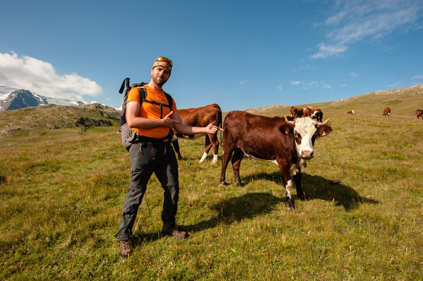 Randonnée itinérante sur le plateau d'Emparis et le parc des Écrins - Troupeau de vaches sur le plateau d’Emparis