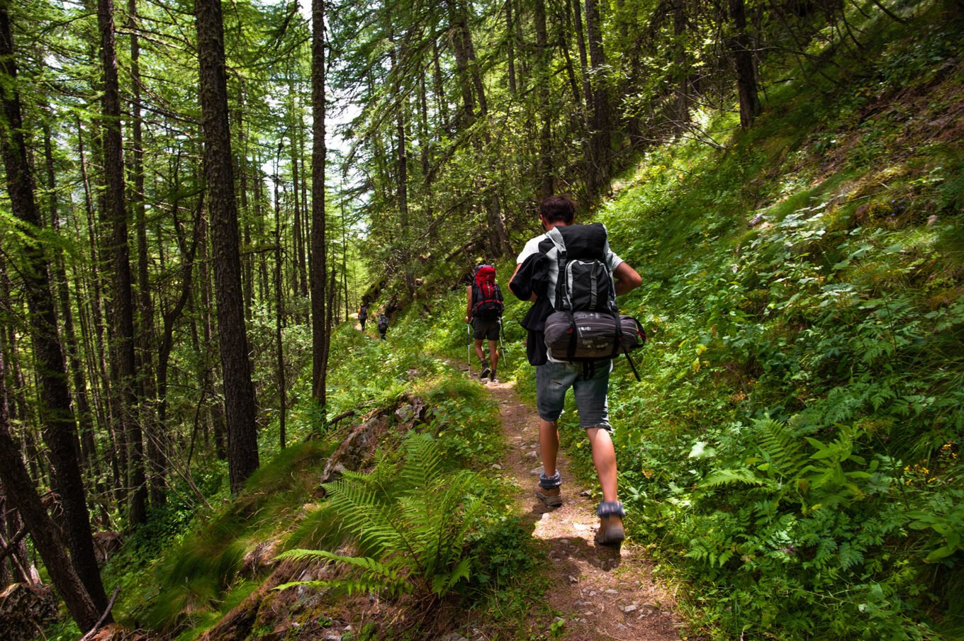 Randonnée itinérante sur le plateau d'Emparis et le parc des Écrins - Passage du GR54 en forêt le long de la Romanche près de Villar-d’Arêne