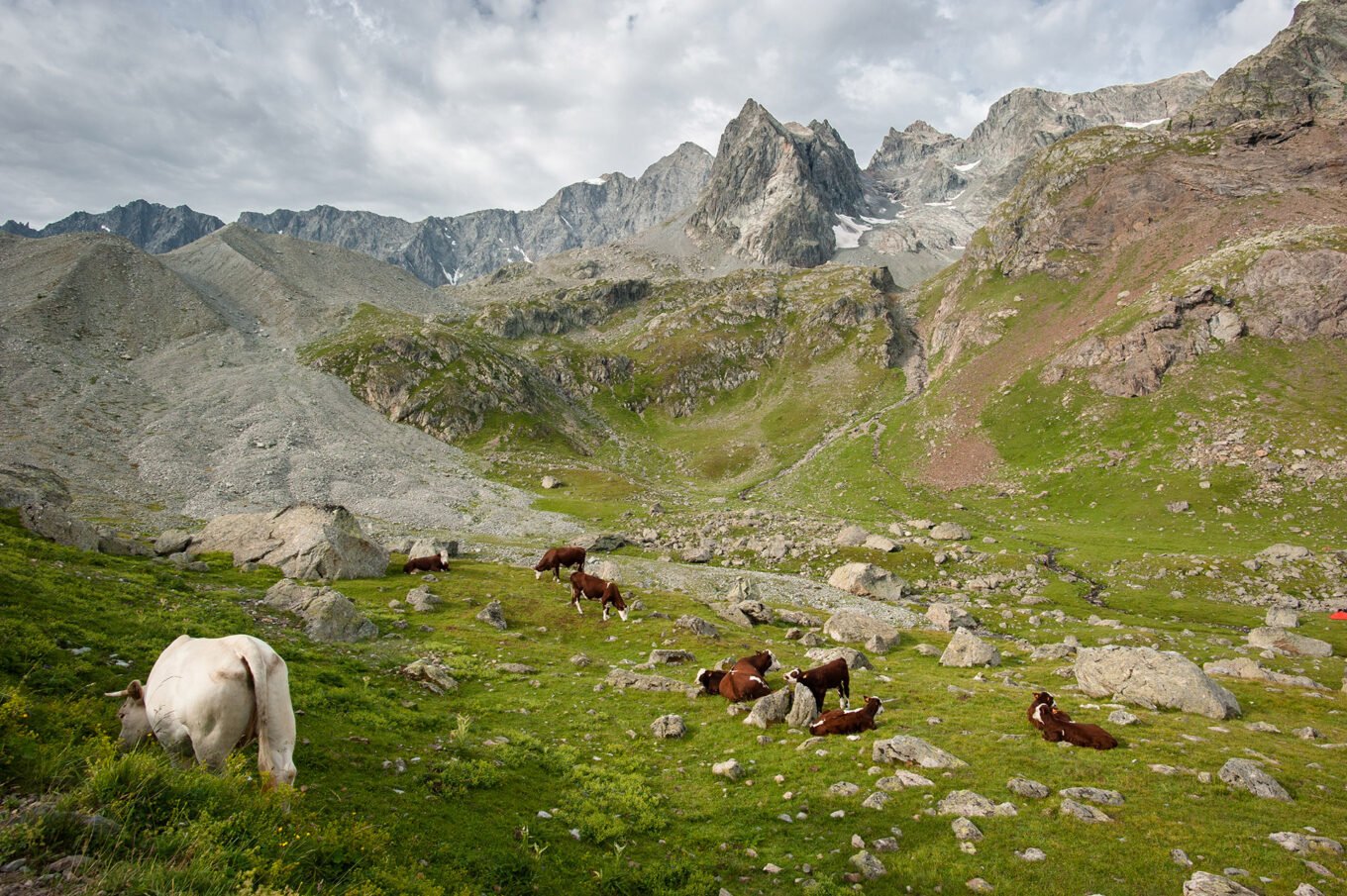 Randonnée itinérante sur le plateau d'Emparis et le parc des Écrins - Troupeau de vaches sous le col d’Arsine face à la Montagne des Agneaux