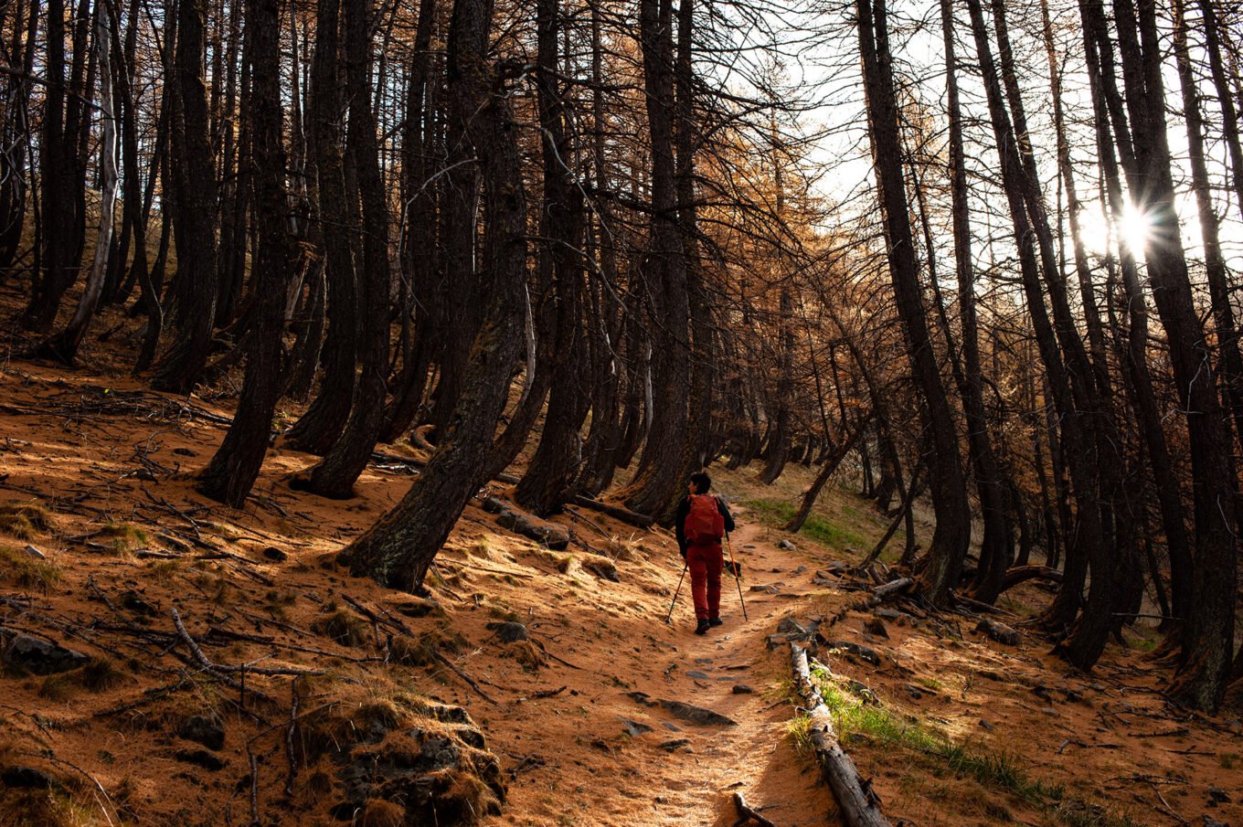 Randonnée d'automne dans les montagnes du Mercantour - Randonnée dans les forêts de mélèzes aux couleurs d'automne