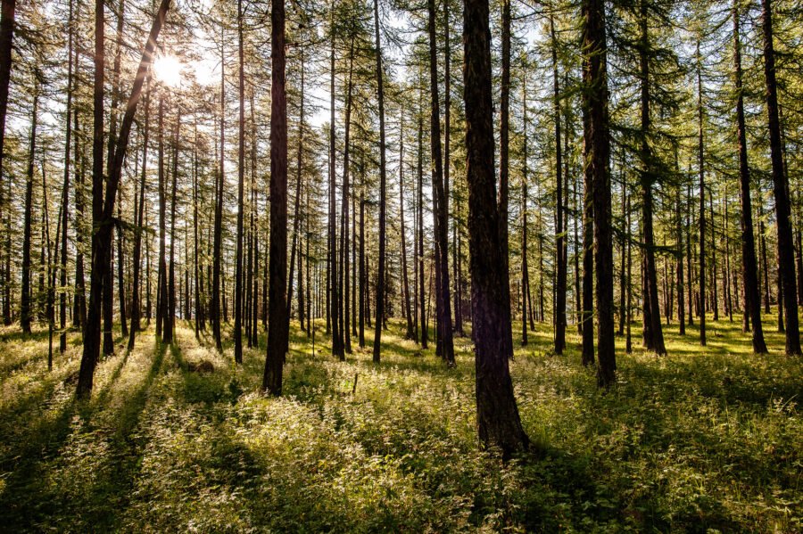 Randonnée Tour du Queyras par l'Ubaye en 9 jours - Forêt autour du lac de Roue