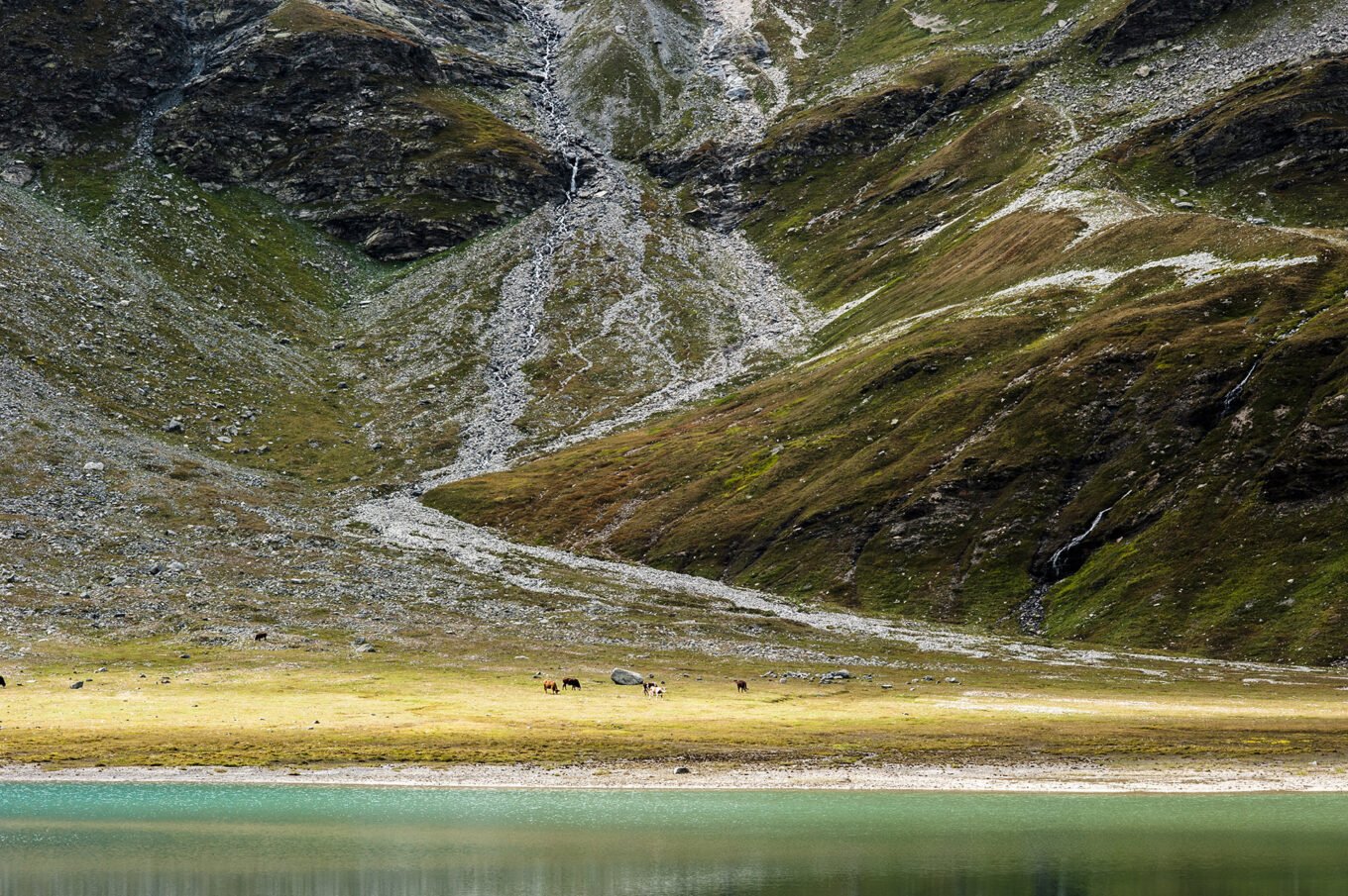 Randonnée itinérante traversée des la Vanoise en 6 jours - Troupeau de vache aux abords du Lac Blanc dans la parc national de la Vanoise