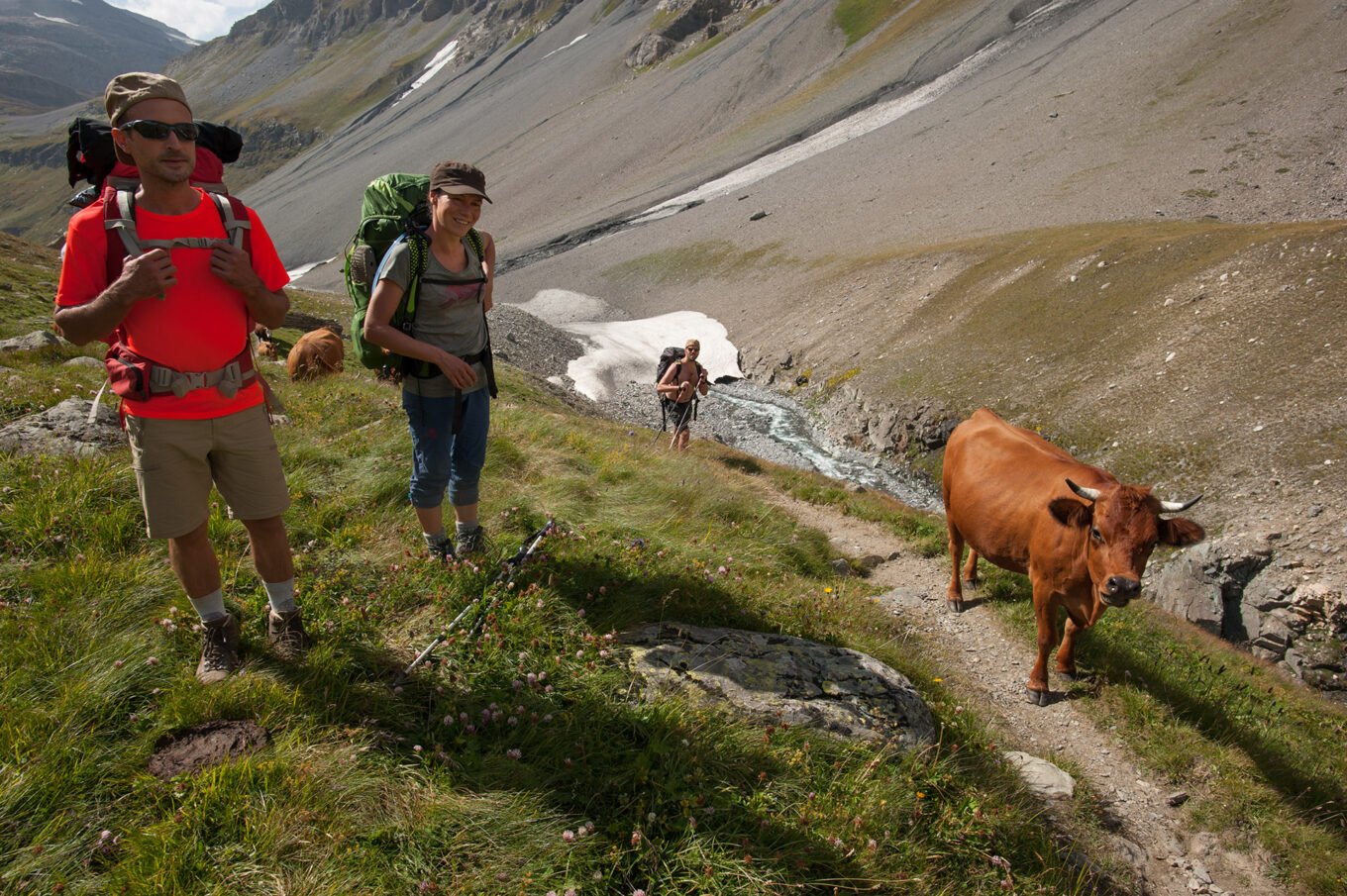 Randonnée itinérante traversée des la Vanoise en 6 jours - Troupeau de vache remontant le Vallon de la Leisse