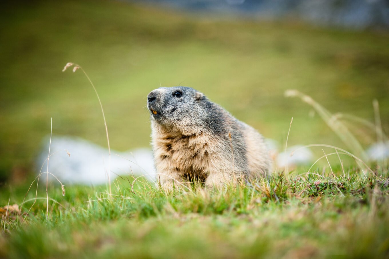 Randonnée itinérante traversée des la Vanoise en 6 jours - Marmotte du parc de la Vanoise