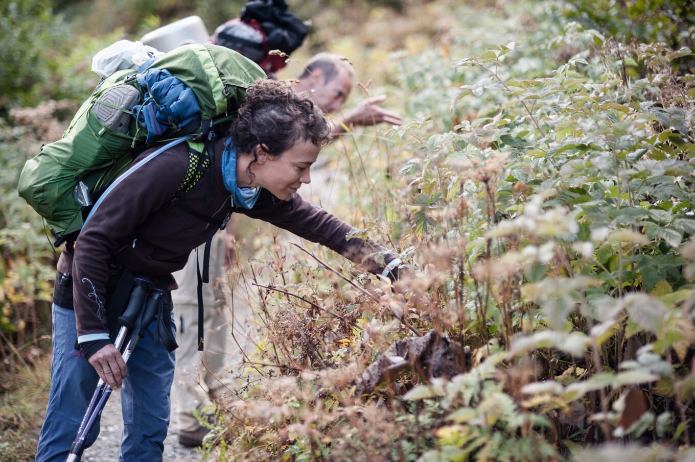 Randonnée itinérante traversée des la Vanoise en 6 jours - Cueillette de délicieuses framboises sauvages