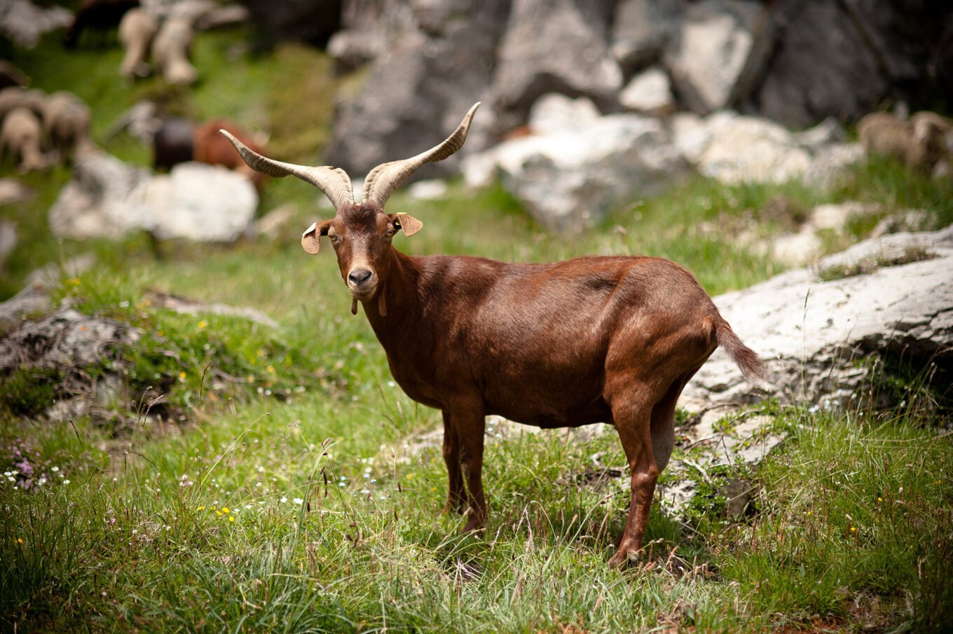 Randonnée en haute Ubaye - Troupeau dans le vallon des Houerts