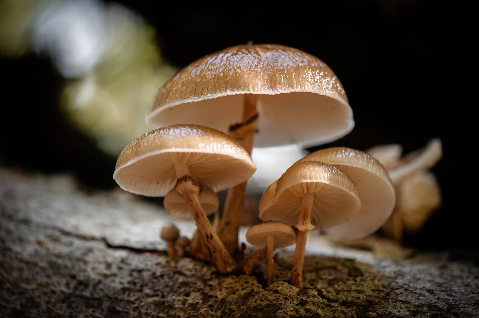 Champignons des forêts du Vercors