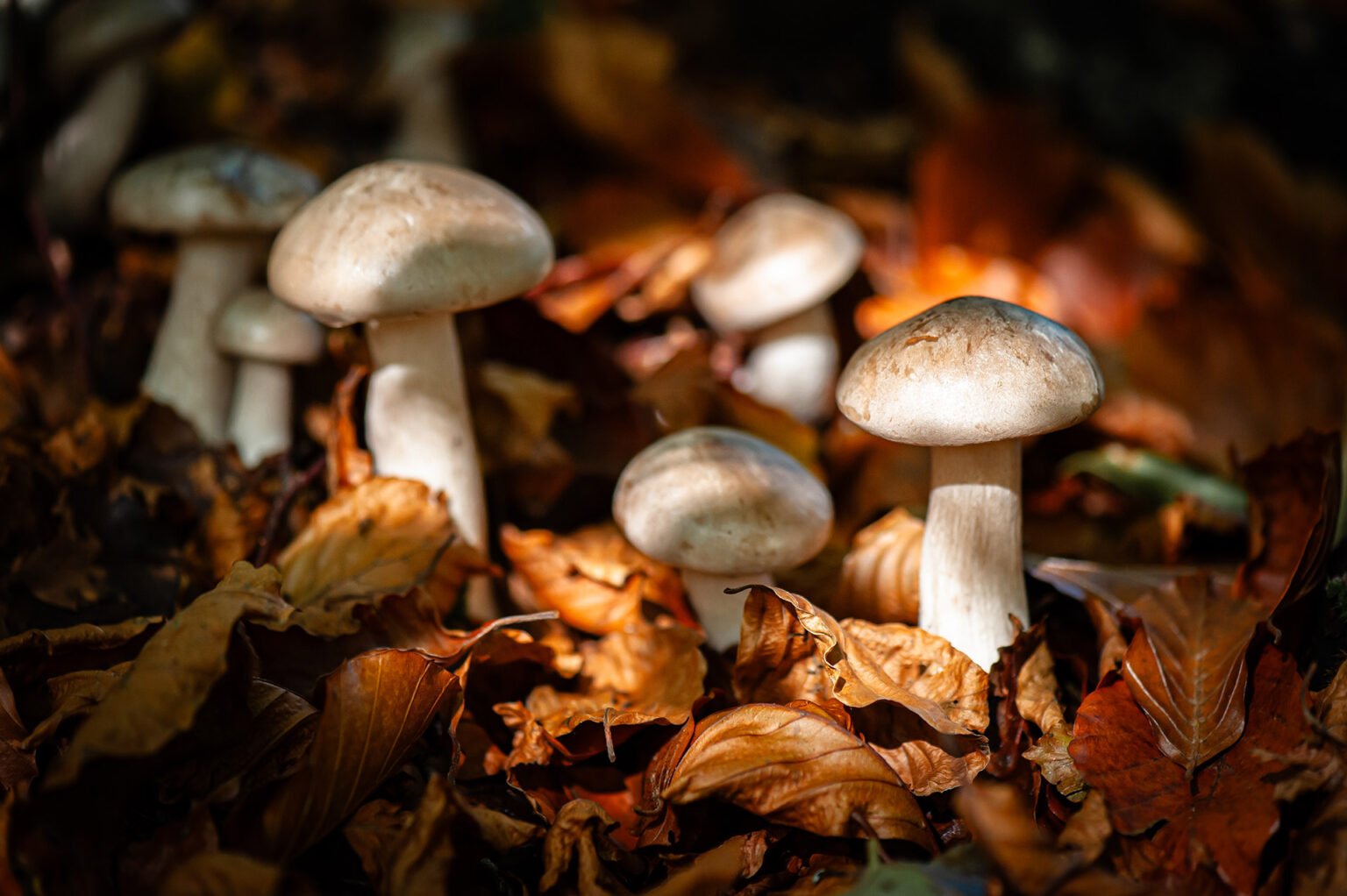 Champignons des forêts du Vercors