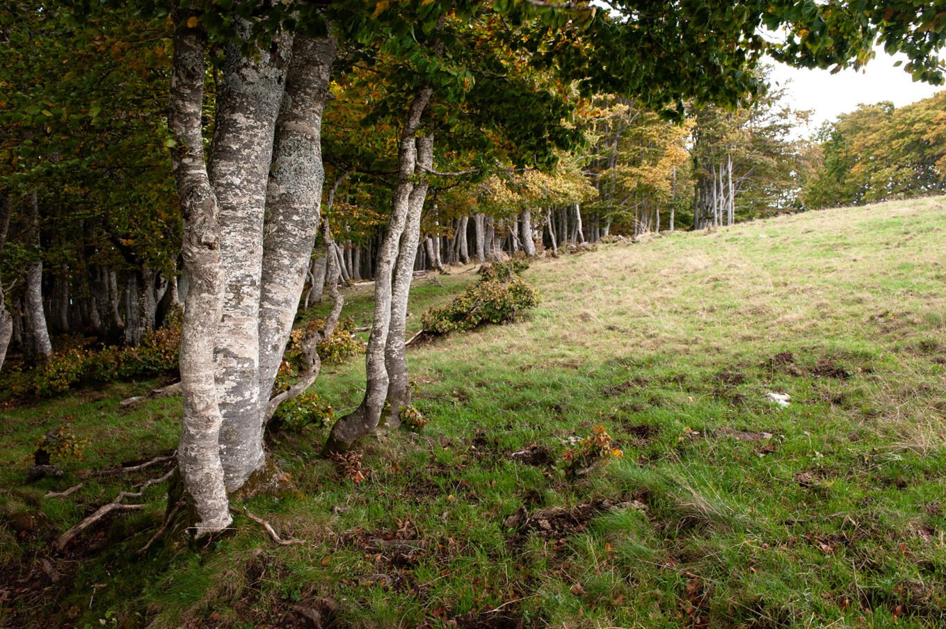 Randonnée sur le plateau d'Ambel dans le Vercors - Forêts d'Ambel