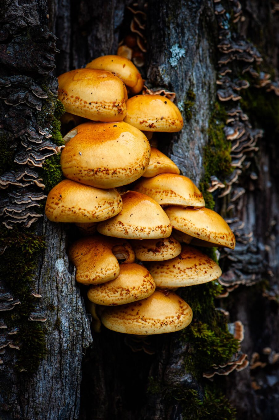 Champignons des forêts du Vercors