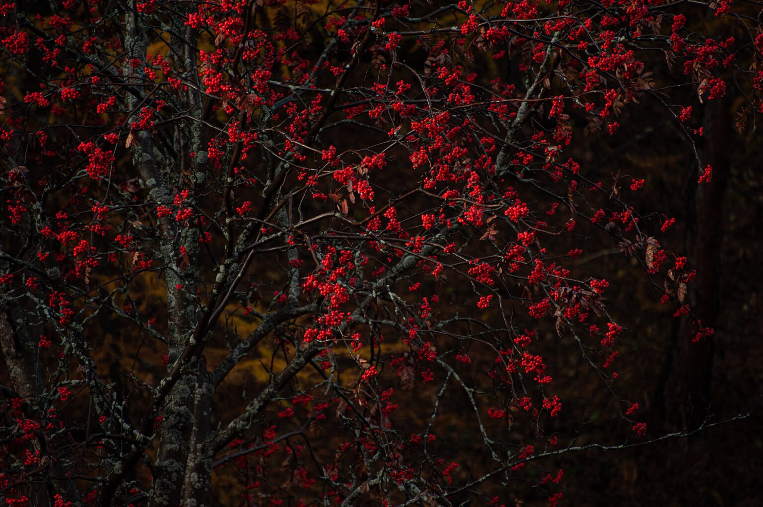 Stage Photo Montagne en Clarée avec Alexandre Deschaumes - Sorbier