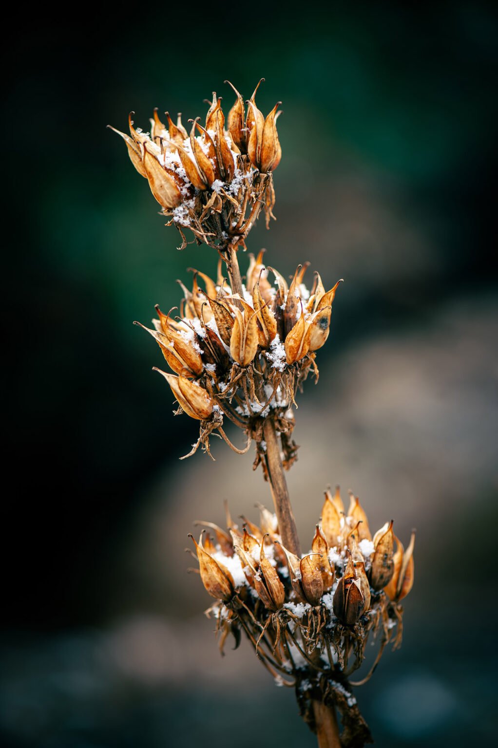 Stage Photo Montagne en Clarée avec Alexandre Deschaumes - Macro d'automne