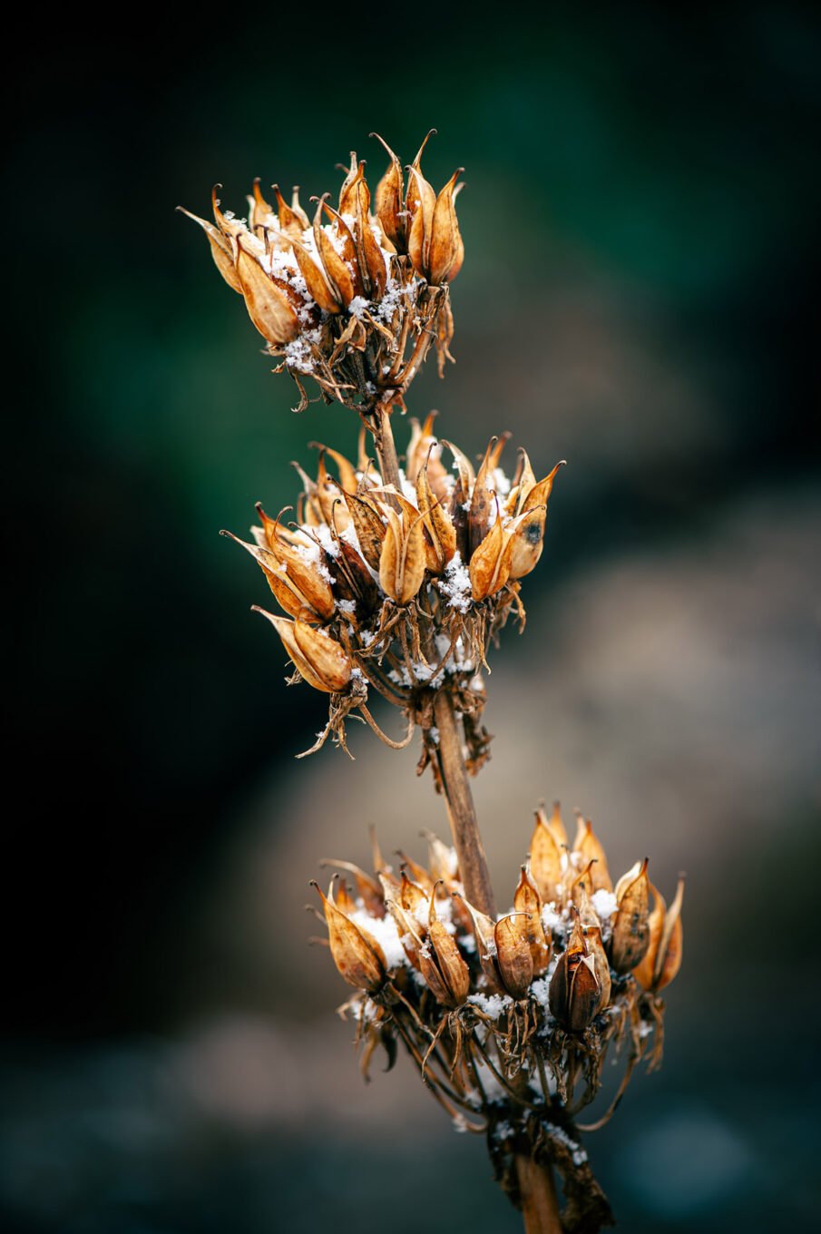 Stage Photo Montagne en Clarée avec Alexandre Deschaumes - Macro d'automne