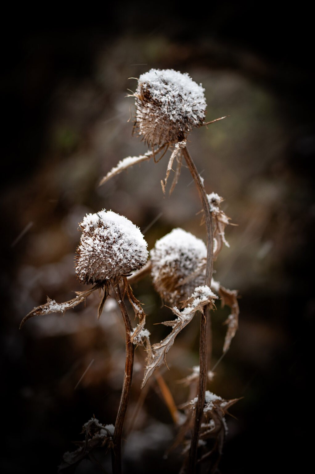 Stage Photo Montagne en Clarée avec Alexandre Deschaumes - Macro d'automne
