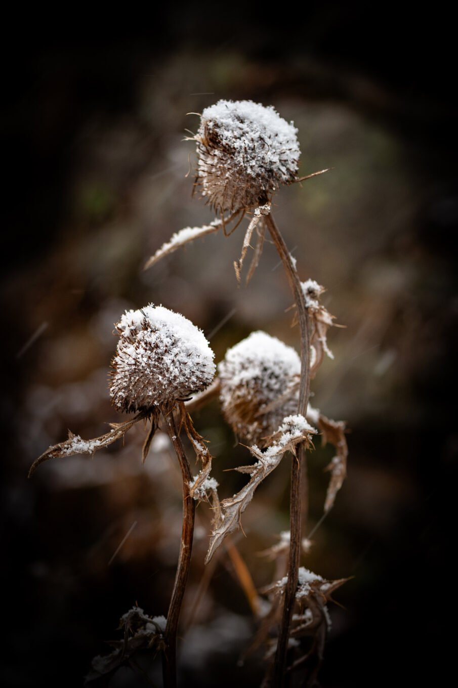 Stage Photo Montagne en Clarée avec Alexandre Deschaumes - Macro d'automne