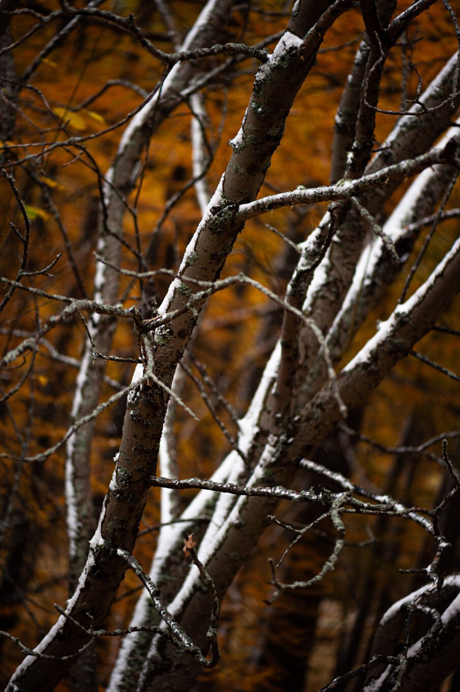 Stage Photo Montagne en Clarée avec Alexandre Deschaumes - Forêt d'automne