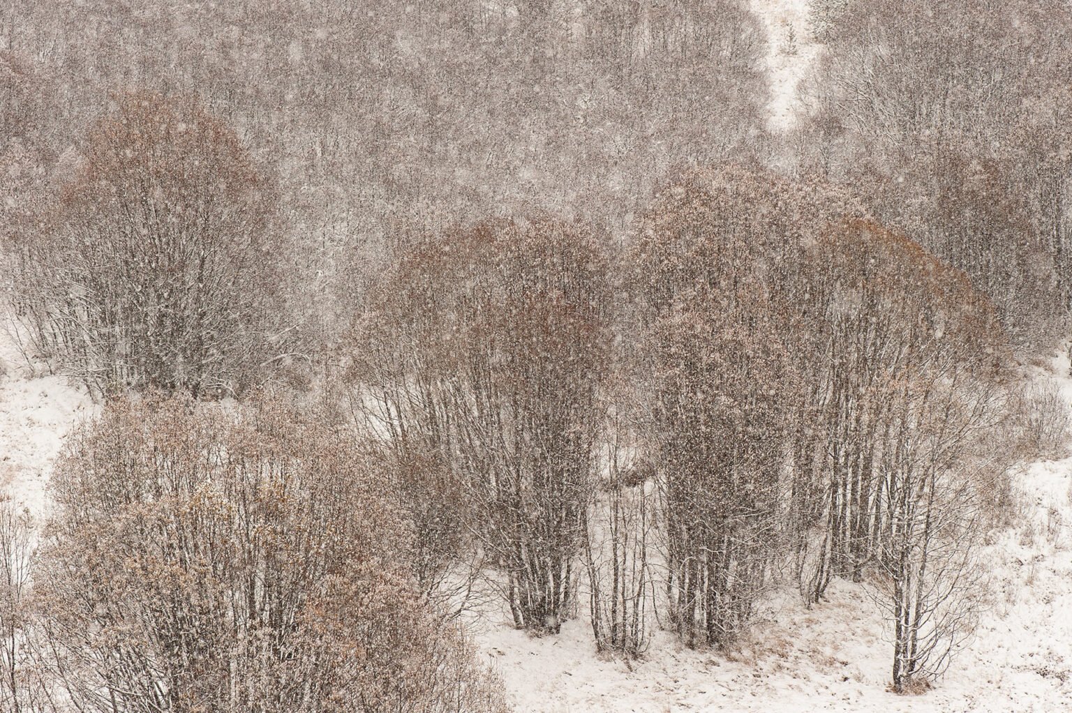 Stage Photo Montagne avec Alexandre Deschaumes - Nature sous la neige