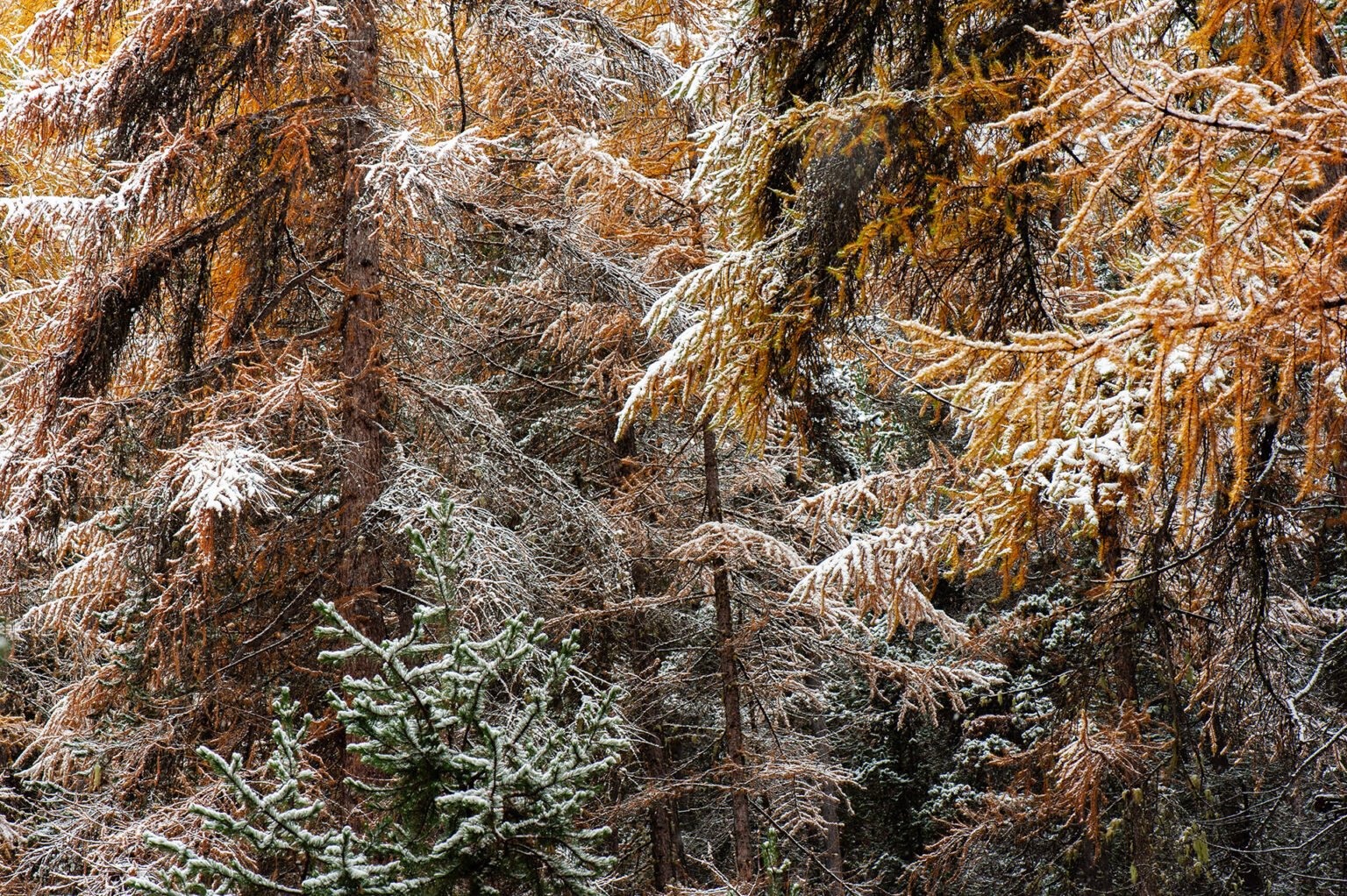 Stage Photo Montagne en Clarée avec Alexandre Deschaumes - Forêt d'automne