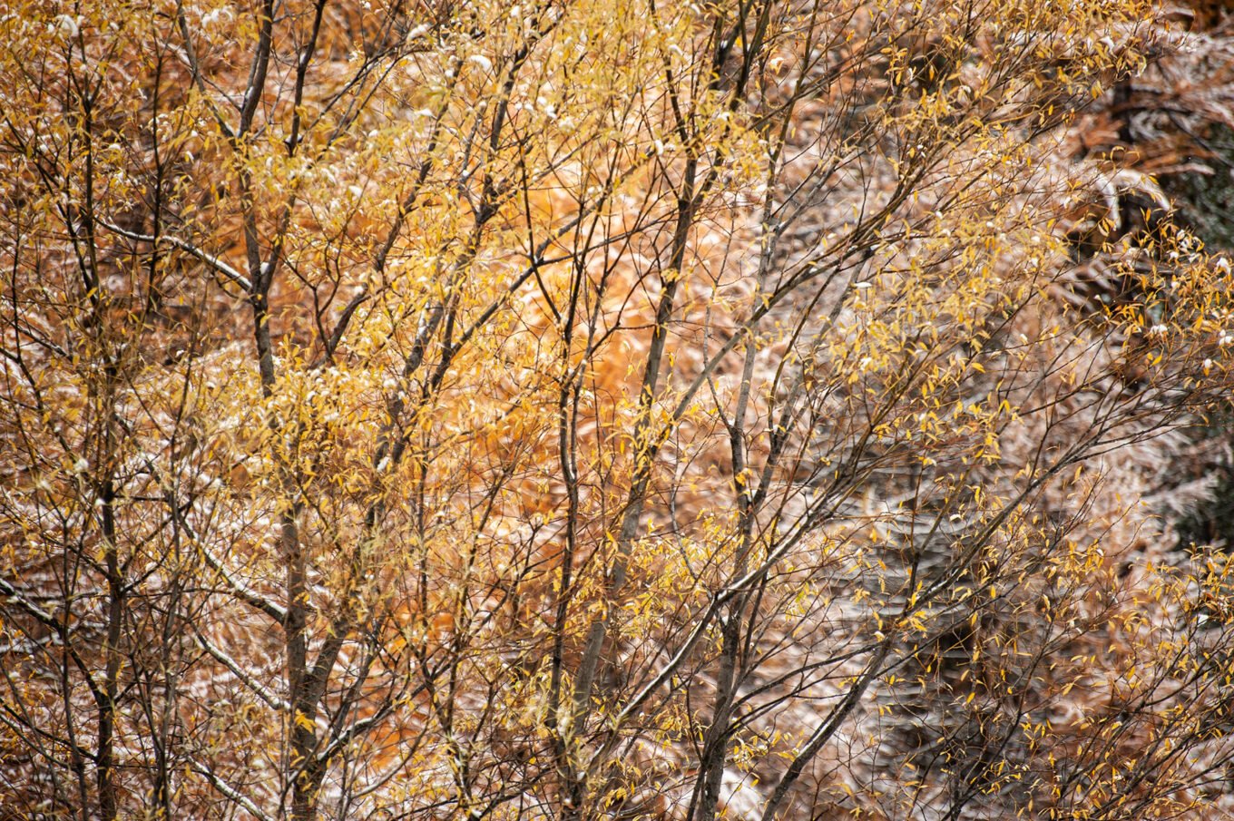 Stage Photo Montagne en Clarée avec Alexandre Deschaumes - Forêt d'automne
