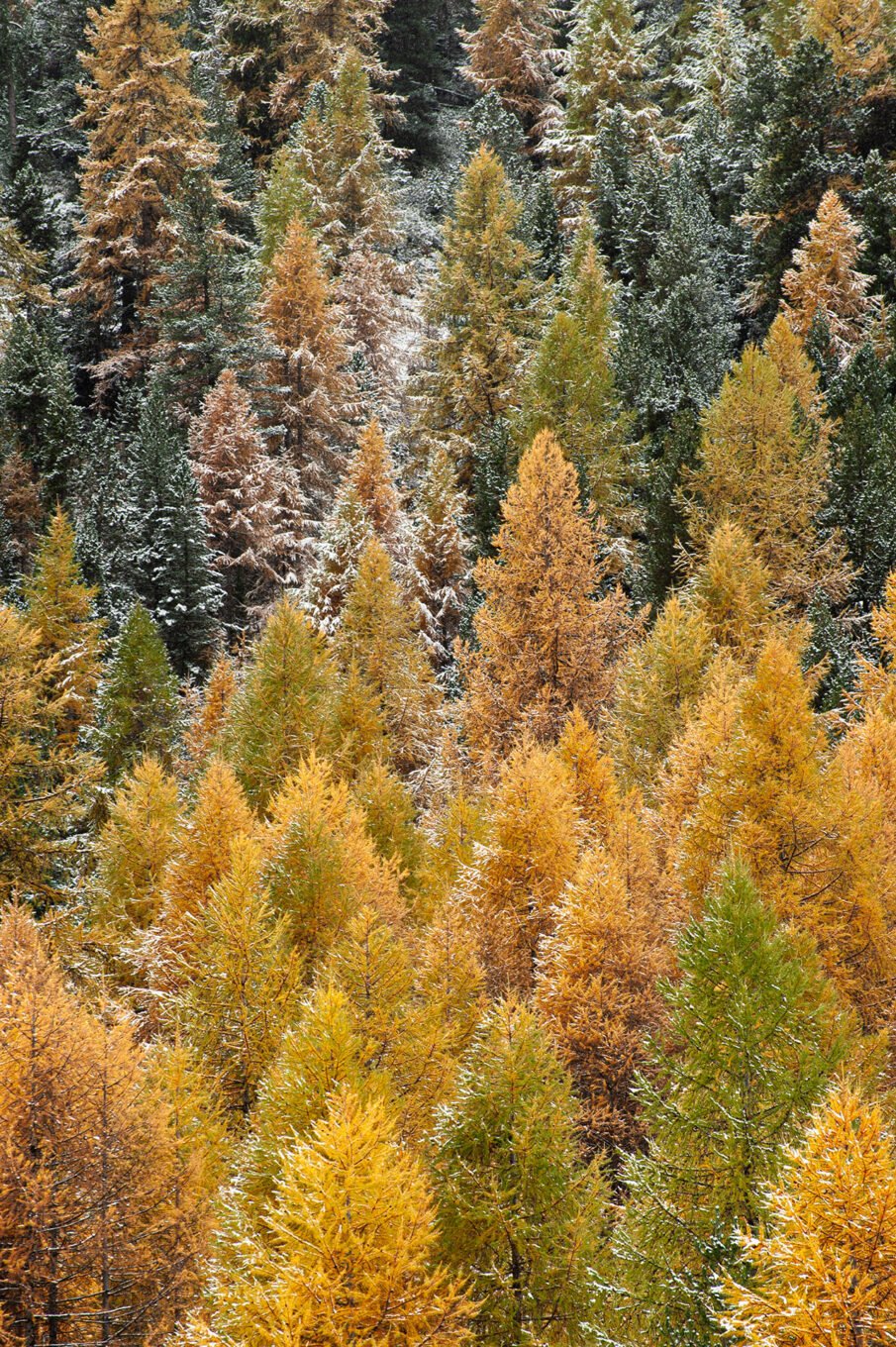 Stage Photo Montagne en Clarée avec Alexandre Deschaumes - Forêt d'automne