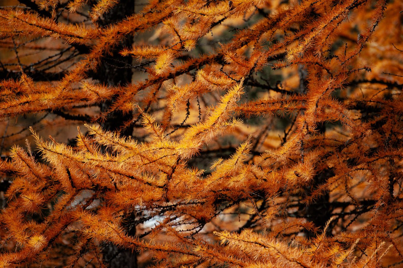 Stage Photo Montagne en Clarée avec Alexandre Deschaumes - Forêt d'automne