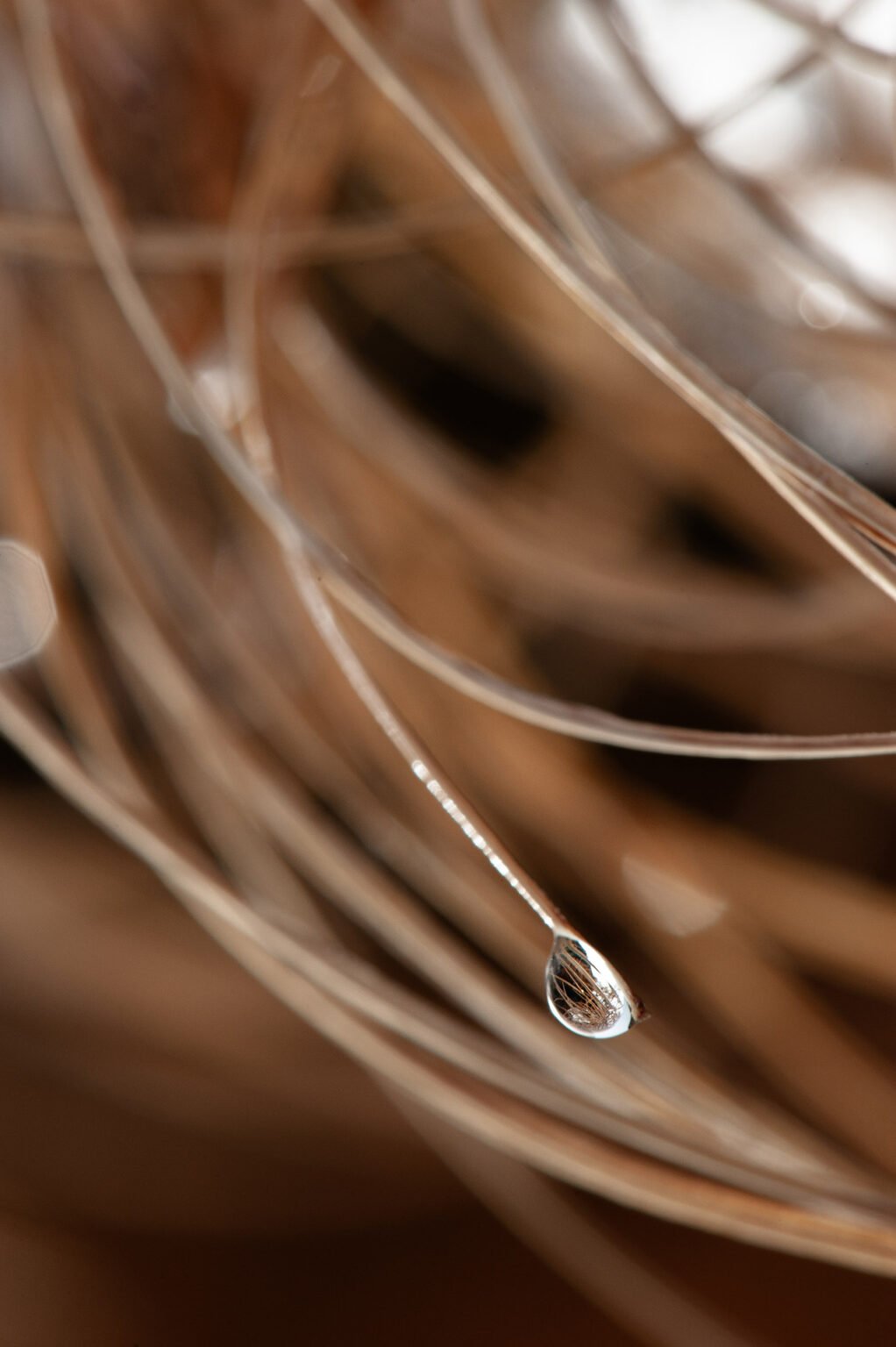 Stage Photo Montagne avec Alexandre Deschaumes - Macro Nature