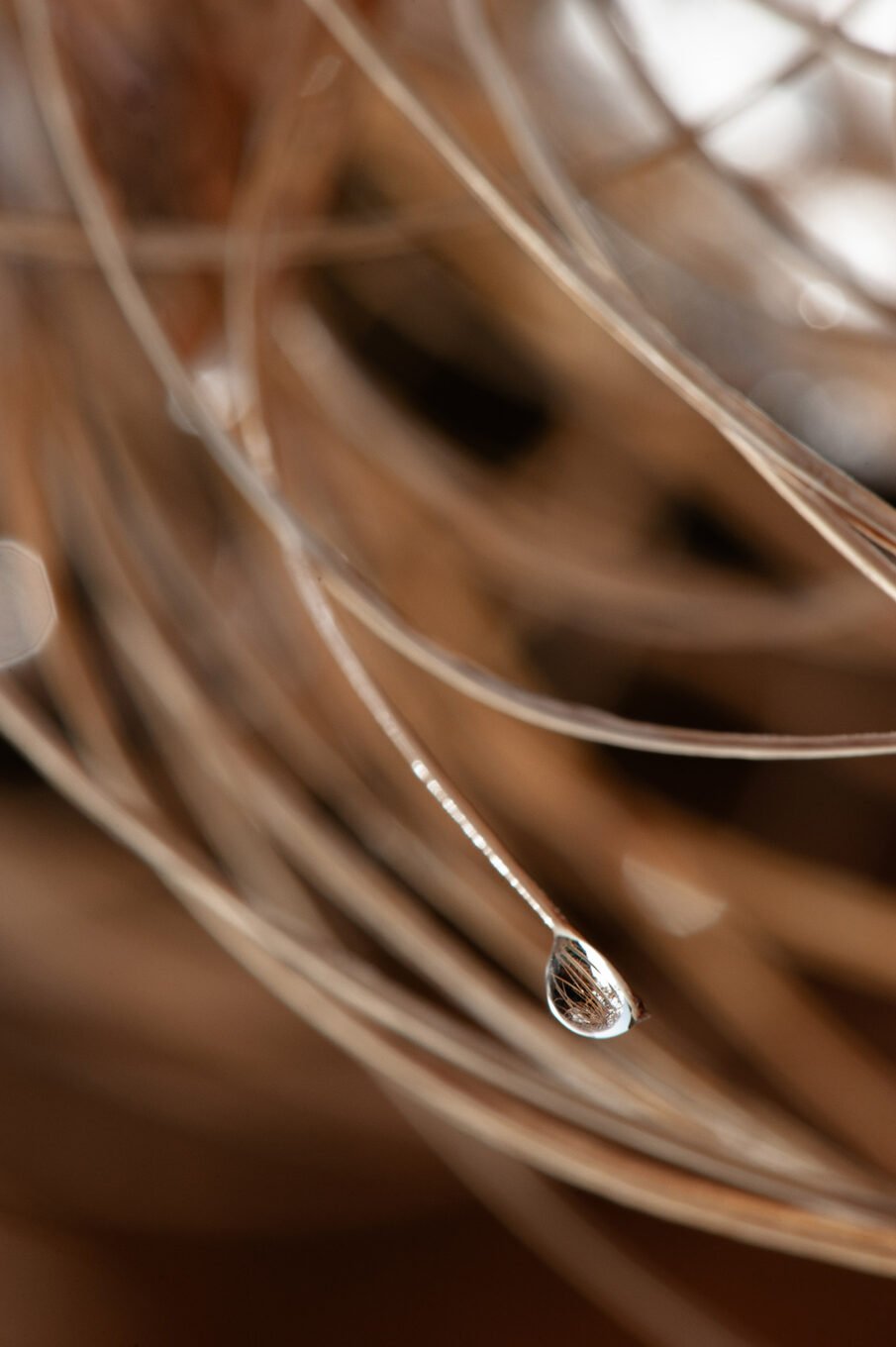 Stage Photo Montagne avec Alexandre Deschaumes - Macro Nature