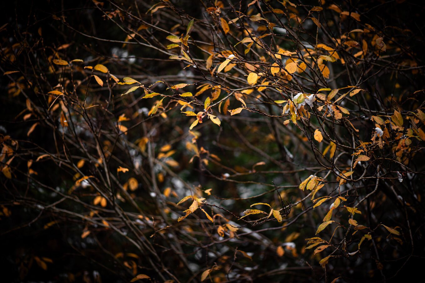 Stage Photo Montagne avec Alexandre Deschaumes - Forêt d'automne