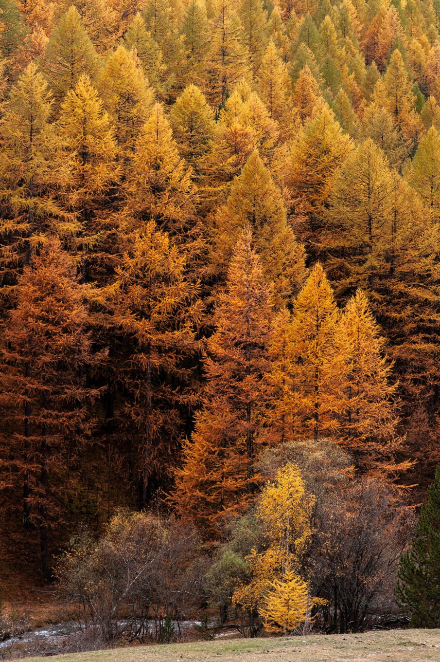 Stage Photo Montagne avec Alexandre Deschaumes - Forêt d'automne