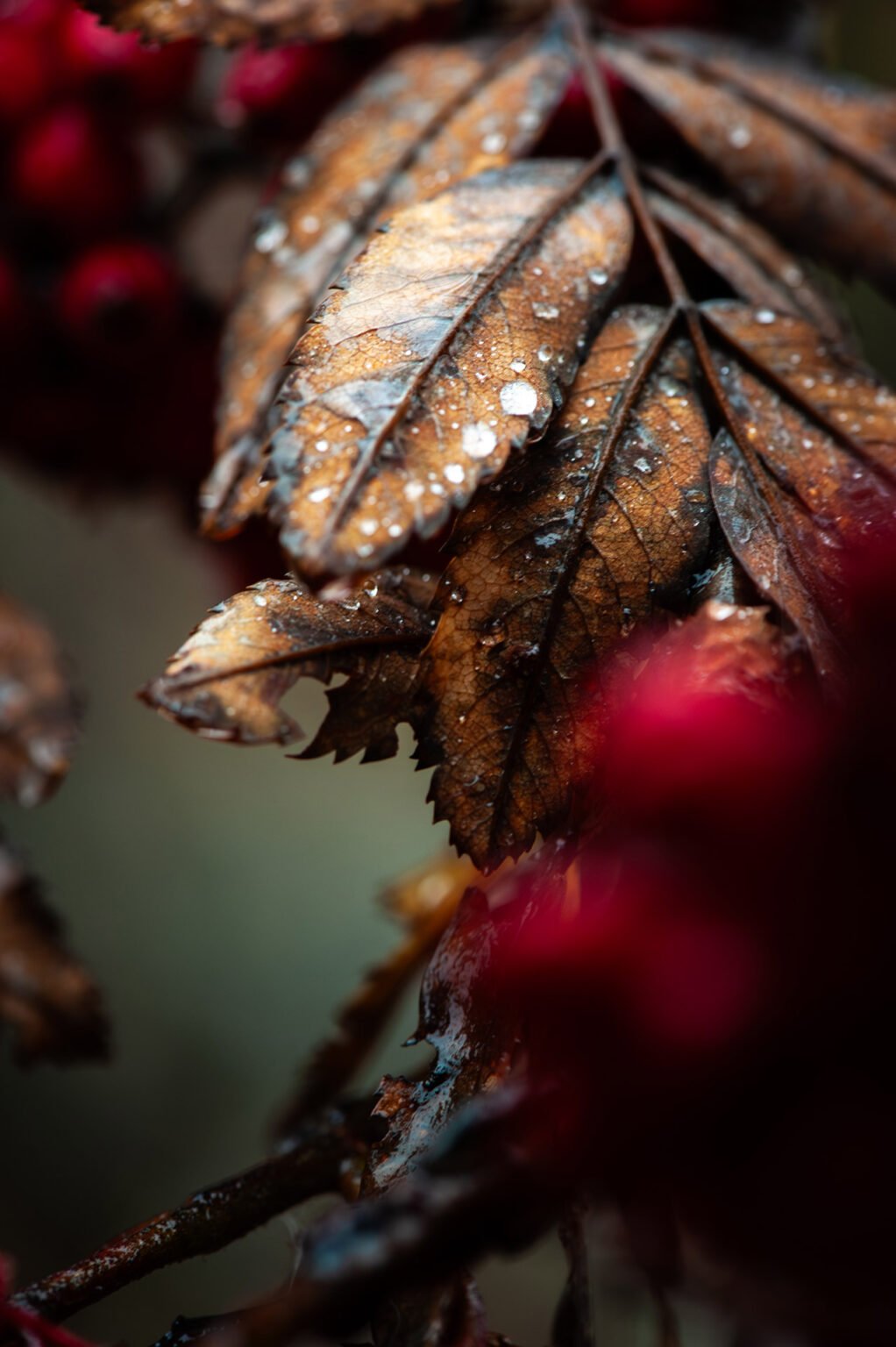 Stage Photo Montagne en Clarée avec Alexandre Deschaumes - Macro d'automne