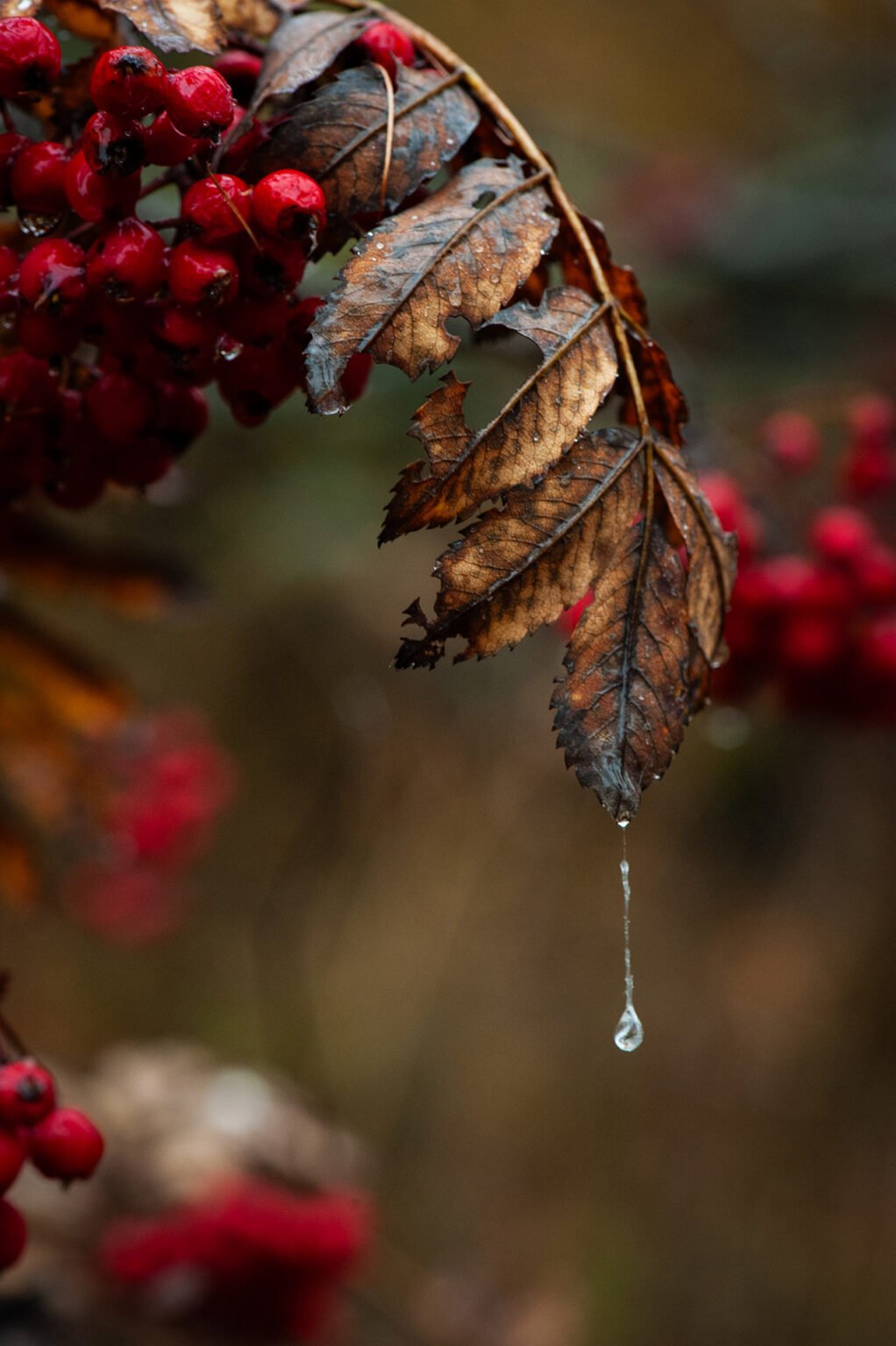 Stage Photo Montagne en Clarée avec Alexandre Deschaumes - Macro d'automne