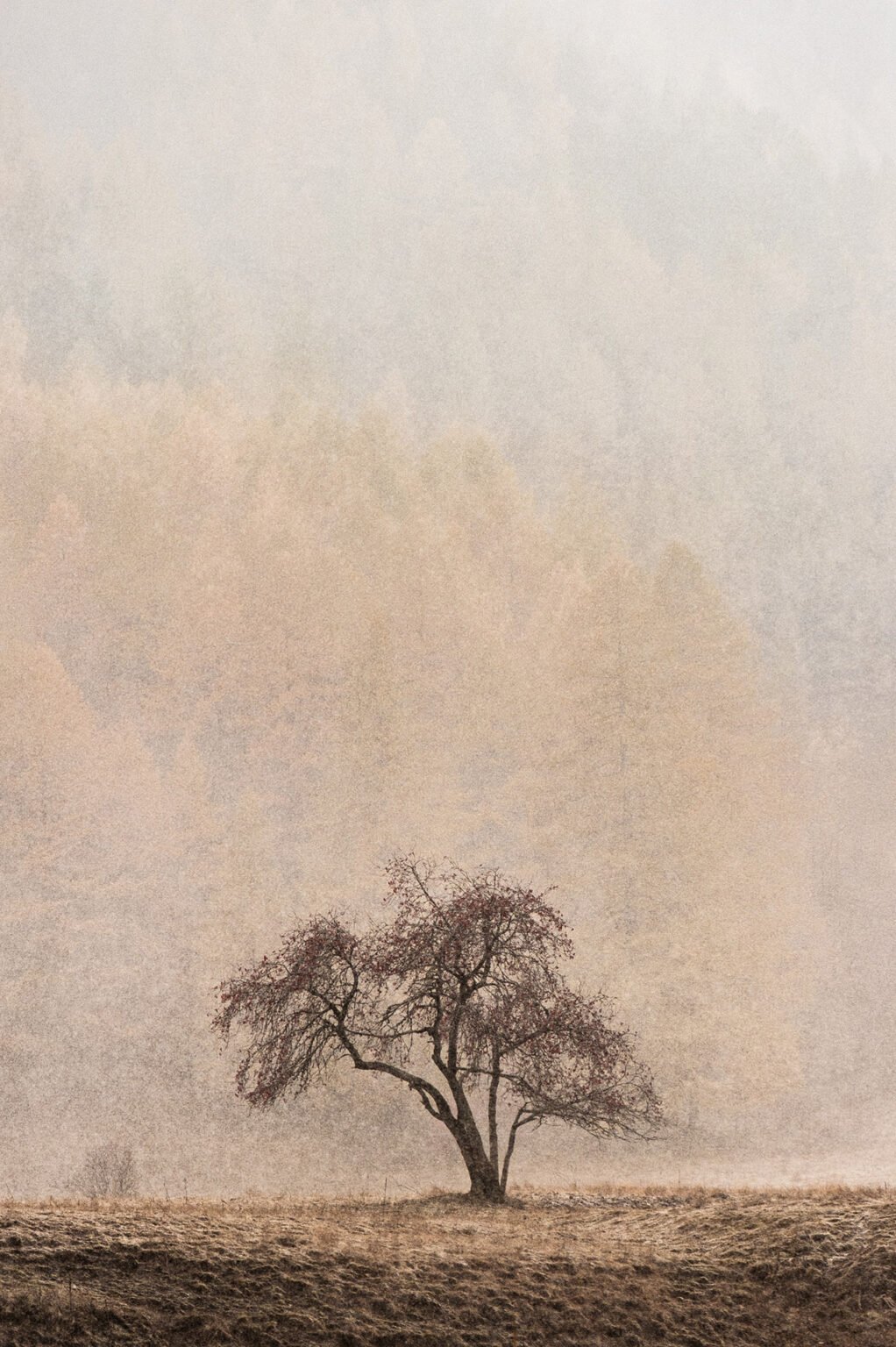 Stage Photo Montagne avec Alexandre Deschaumes - Nature sous la neige