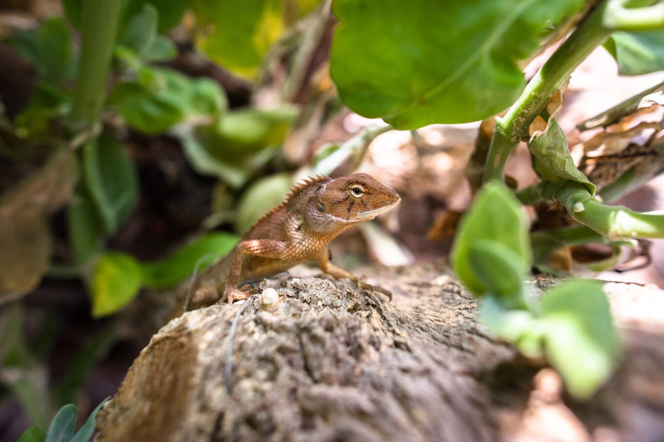 Voyage en Thaïlande - Portrait de lézard